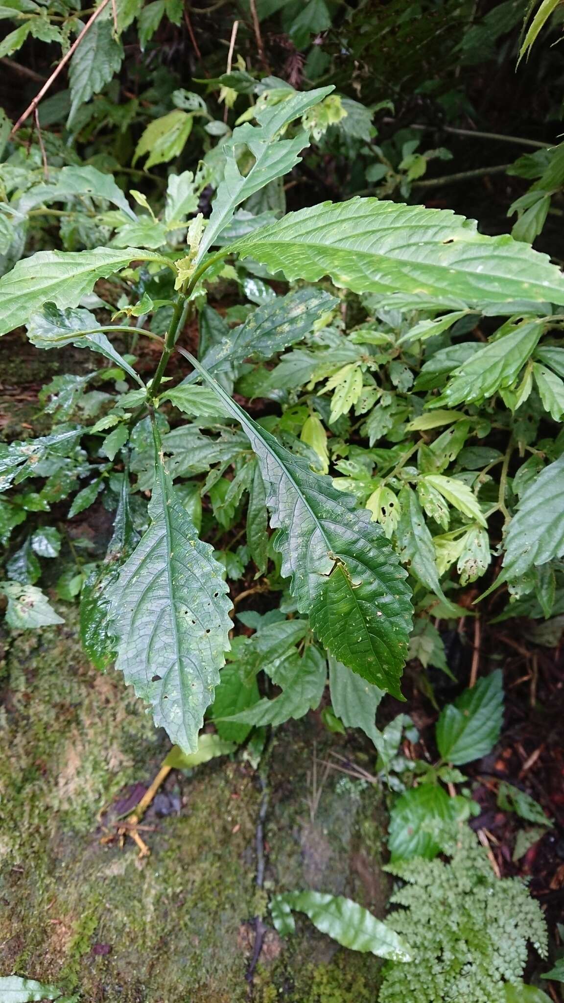 Image of Strobilanthes flexicaulis Hayata