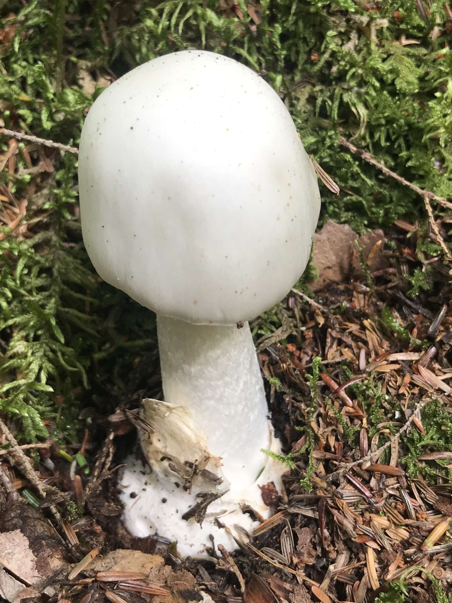 Слика од Amanita suballiacea (Murrill) Murrill 1941