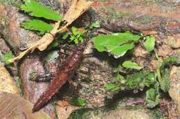 Image of Haaniella echinata (Redtenbacher 1906)