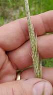 صورة Bothriochloa longipaniculata (Gould) Allred & Gould