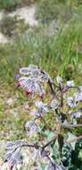 Image de Cynoglossum tetraspis (Pall.) W. Greuter & Burdet