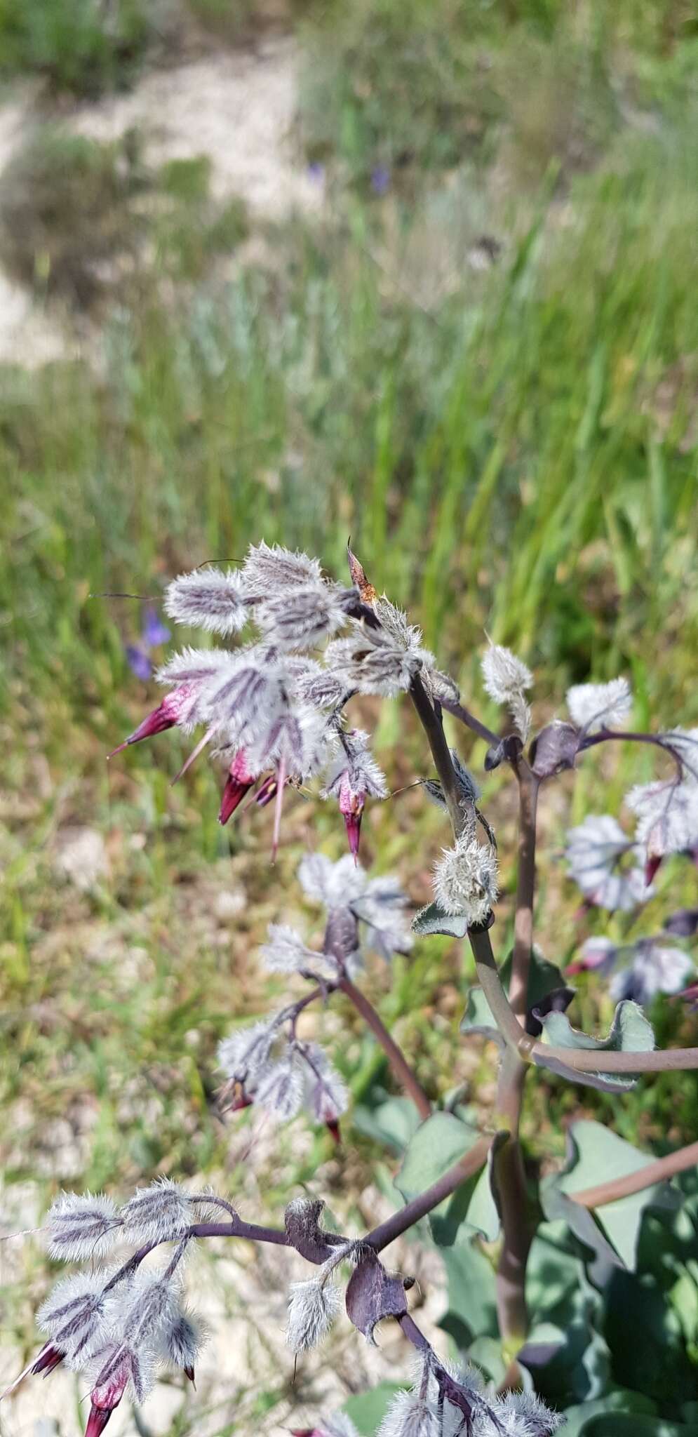 Image of Cynoglossum tetraspis (Pall.) W. Greuter & Burdet