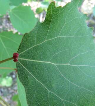 Imagem de <i>Eriophyes diversipunctatus</i>