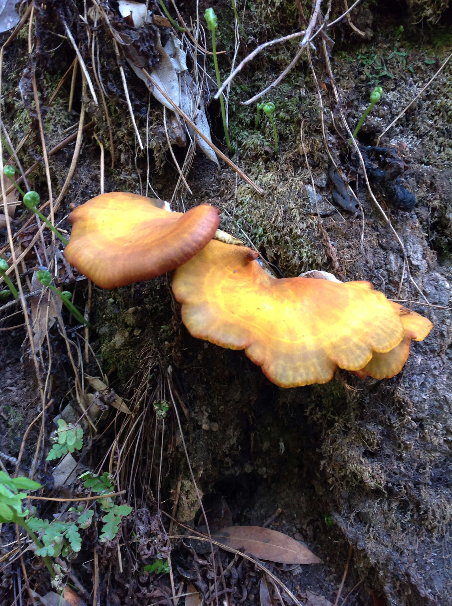 Image of western jack-o'-lantern mushroom