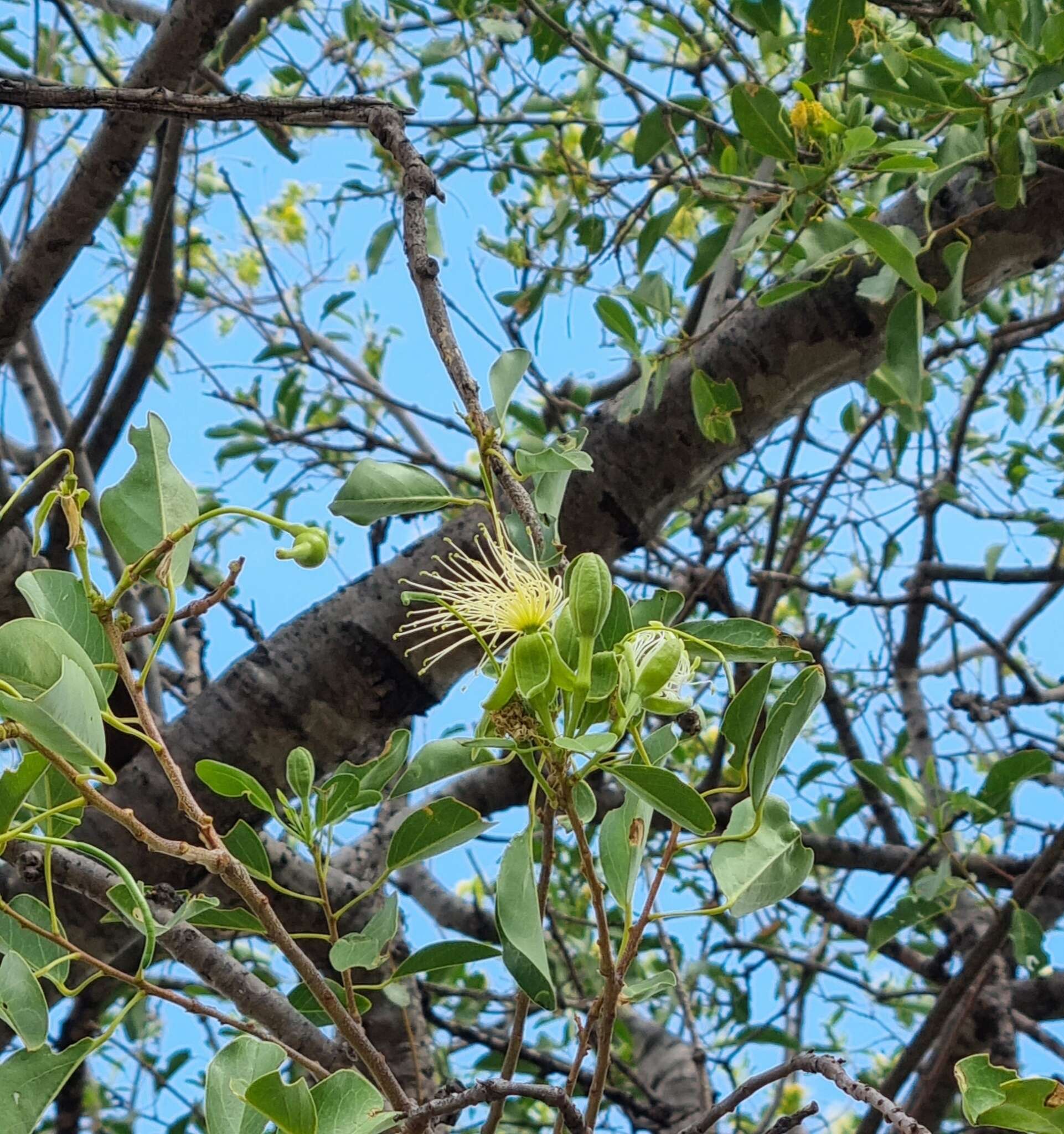 Imagem de Maerua angolensis DC.