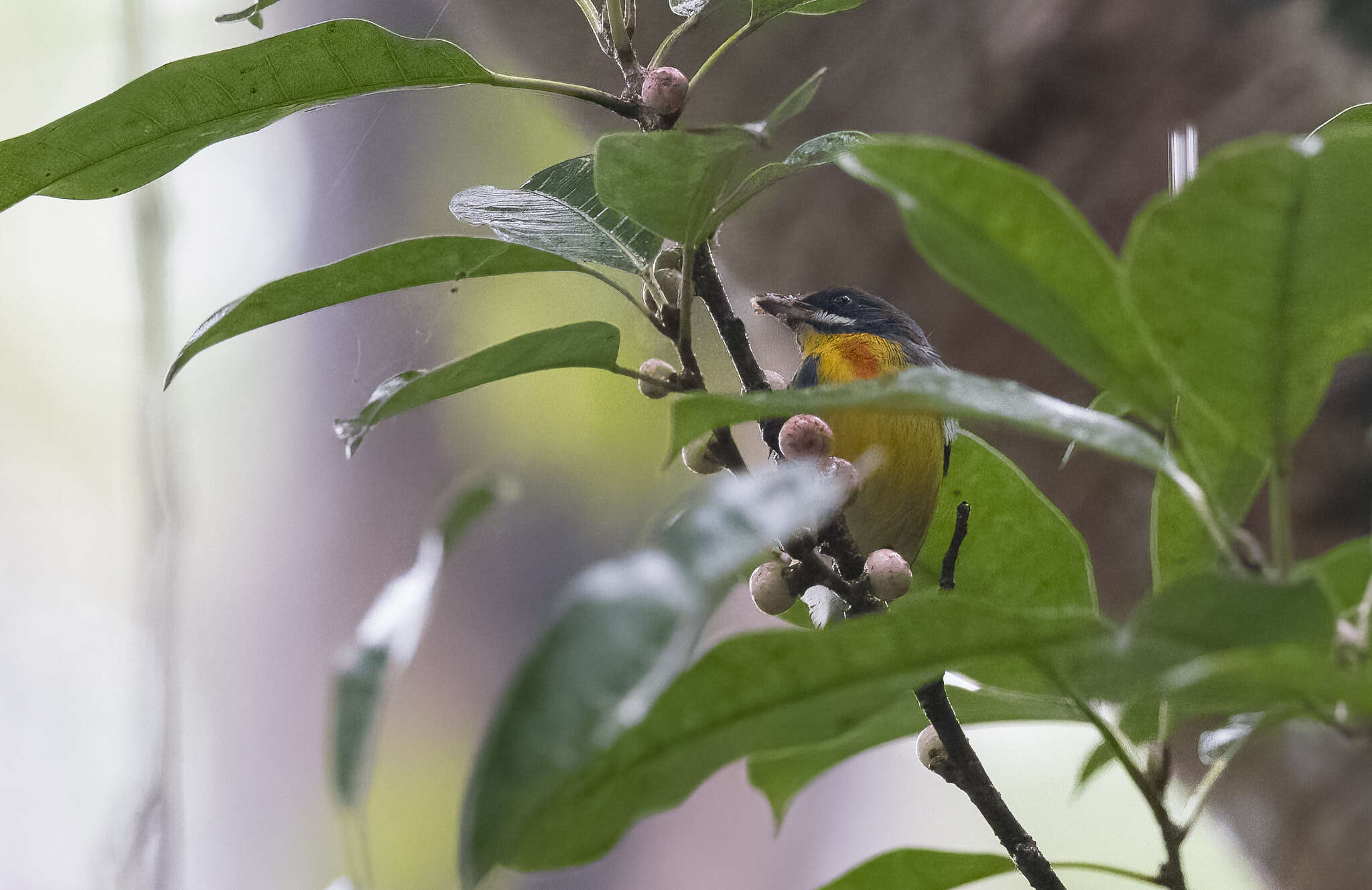 Image of Palawan Flowerpecker