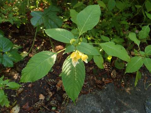 Image of Impatiens edgeworthii Hook. fil.