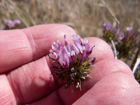 Image of Cusp Clover