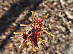 Image of Ozark Witch-Hazel