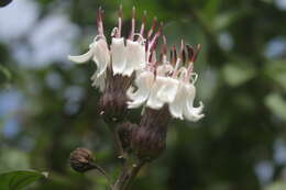 Image of Barnadesia spinosa L. fil.