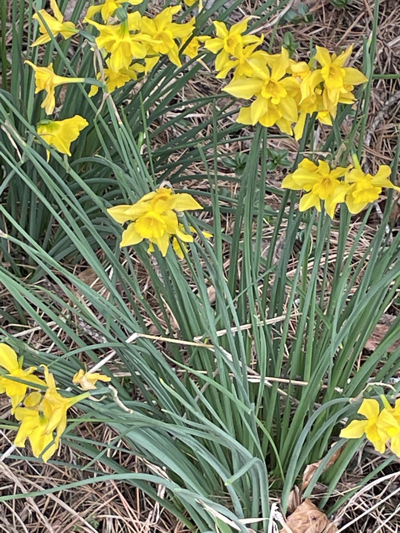 Narcissus odorus L. resmi