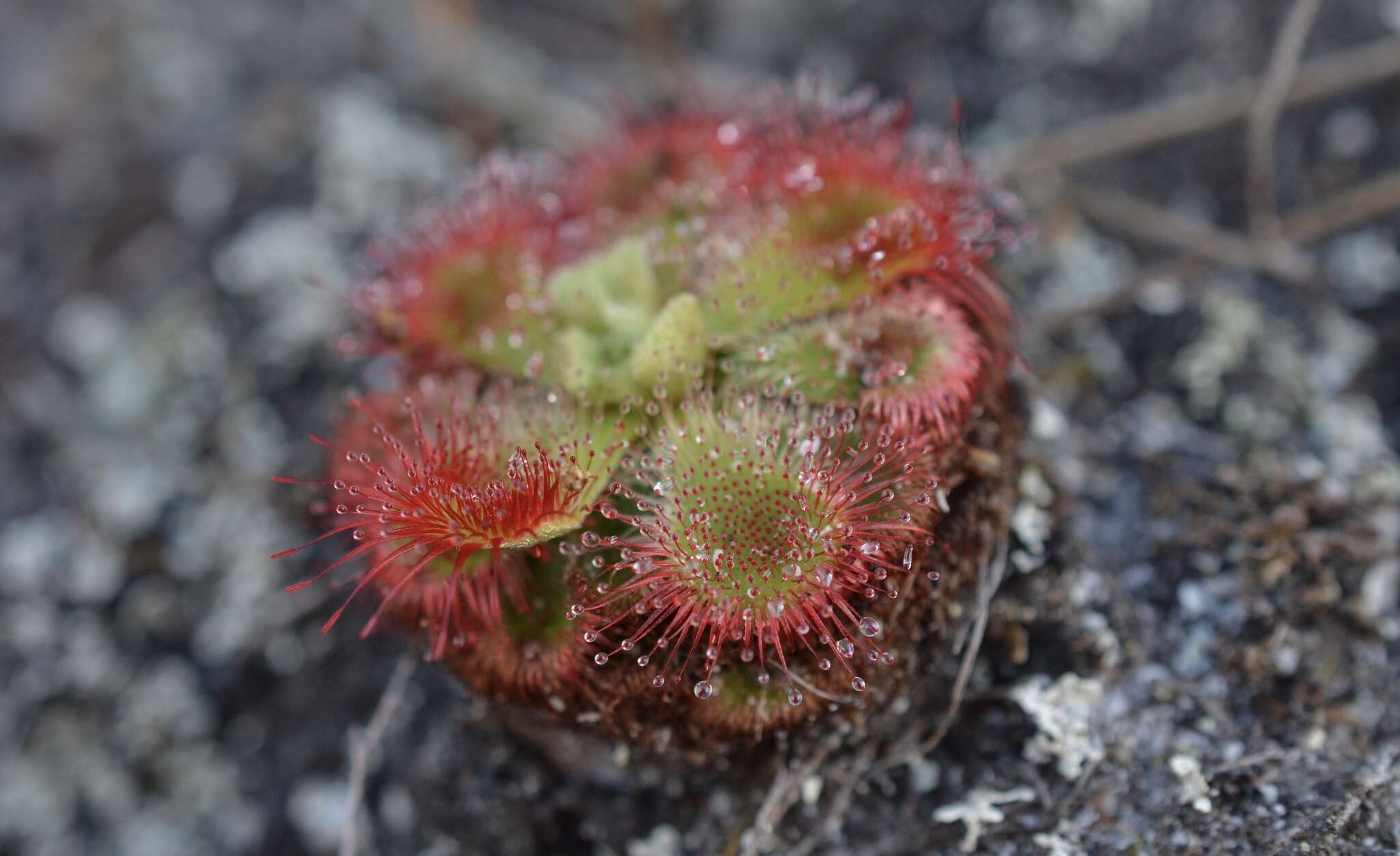 Drosera xerophila的圖片