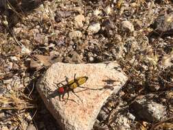 Image of Iron Cross Blister Beetle