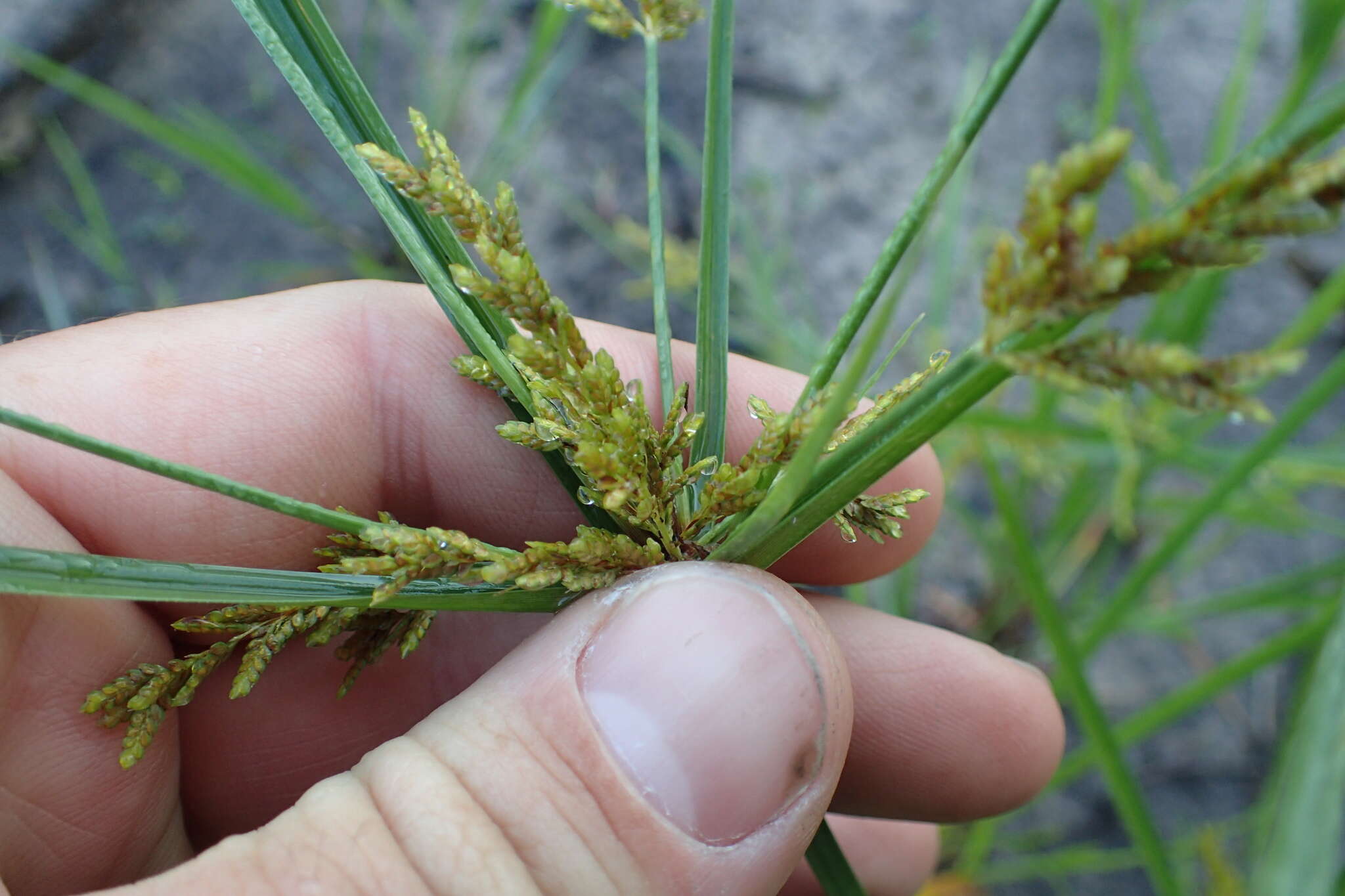 Image of ricefield flatsedge