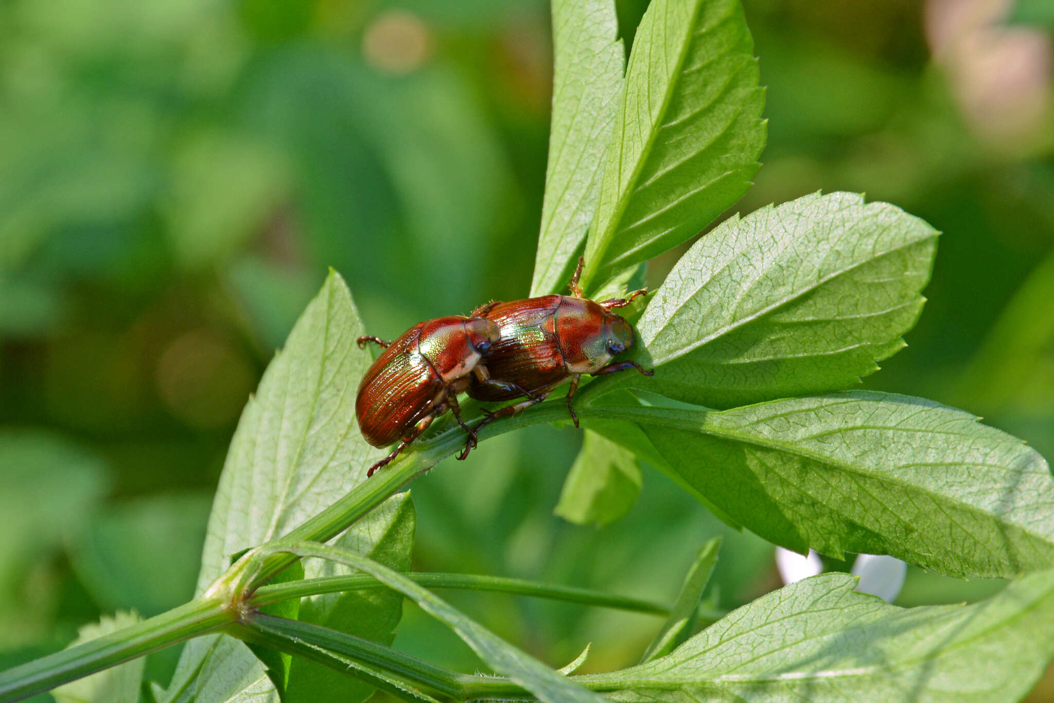 Imagem de Callistethus marginatus (Fabricius 1792)