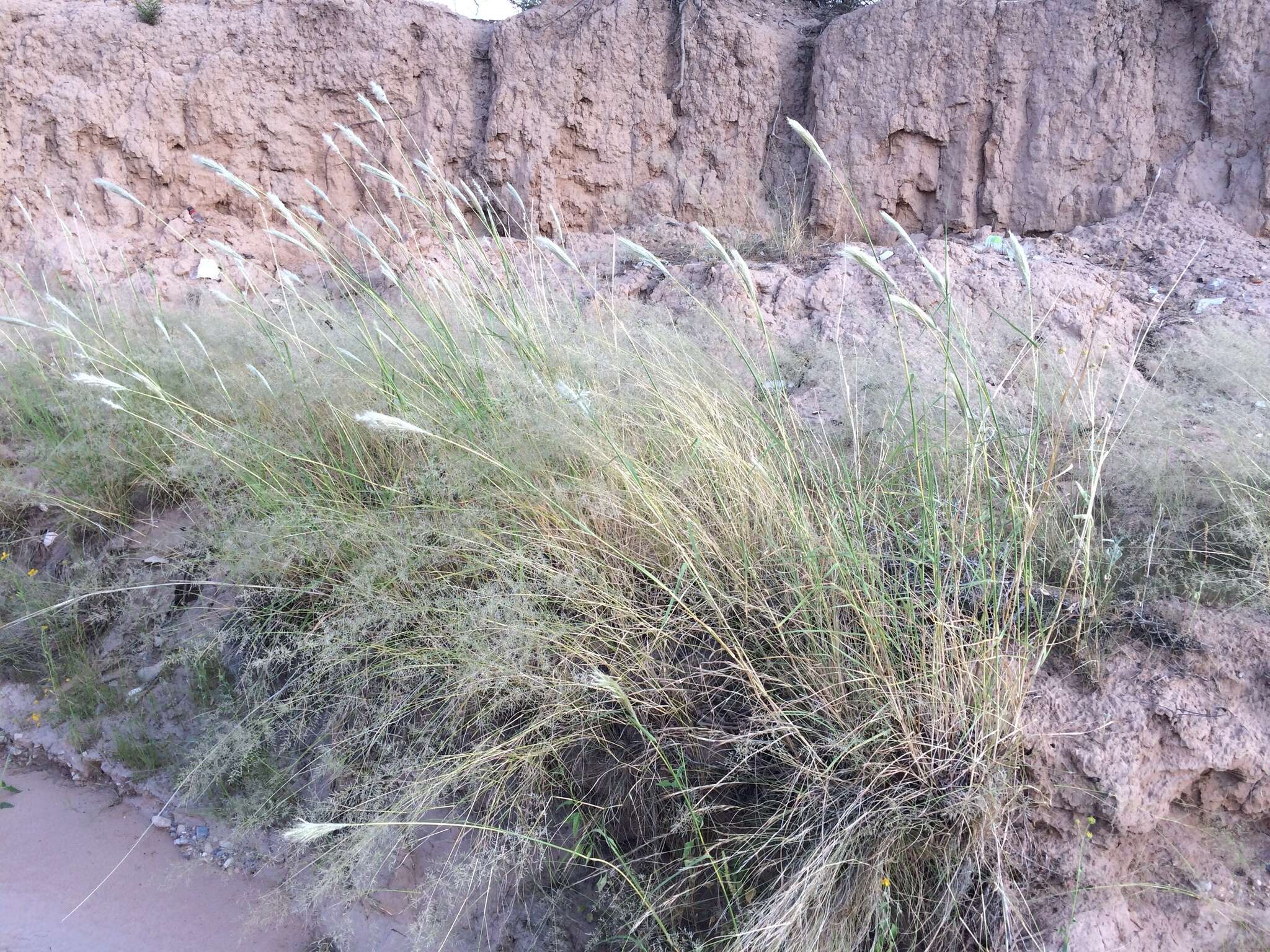 Image of cane bluestem