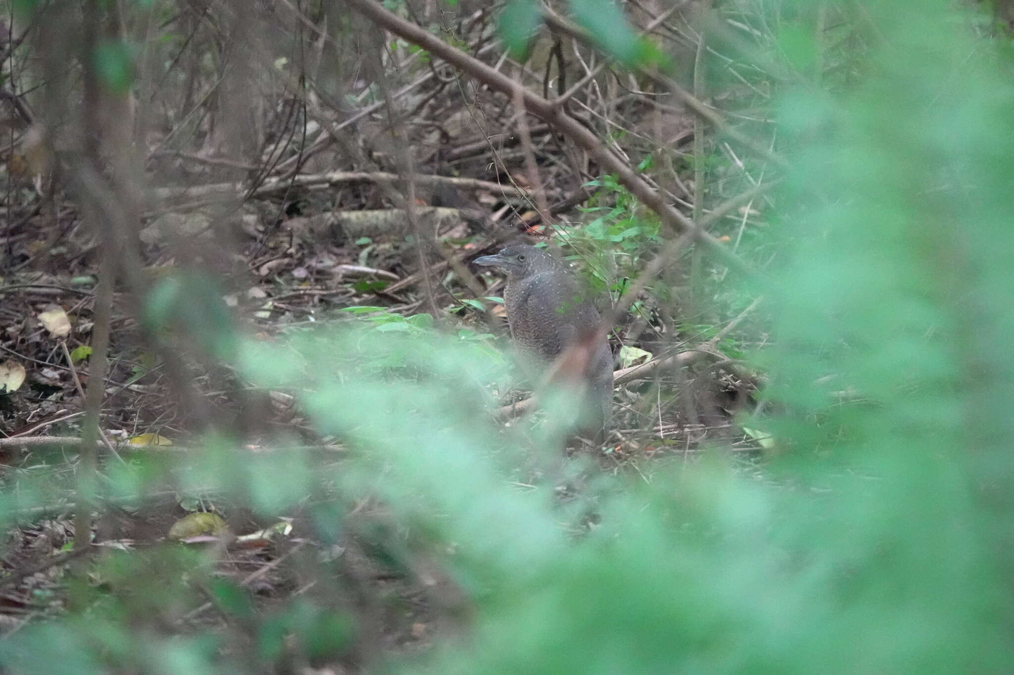 Image de Drongo à gros bec