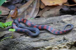 Geophis brachycephalus (Cope 1871) resmi