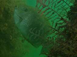 Image of Golden rabbitfish