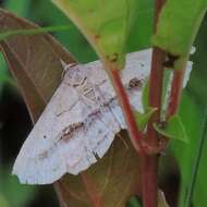 Image of Lost Owlet