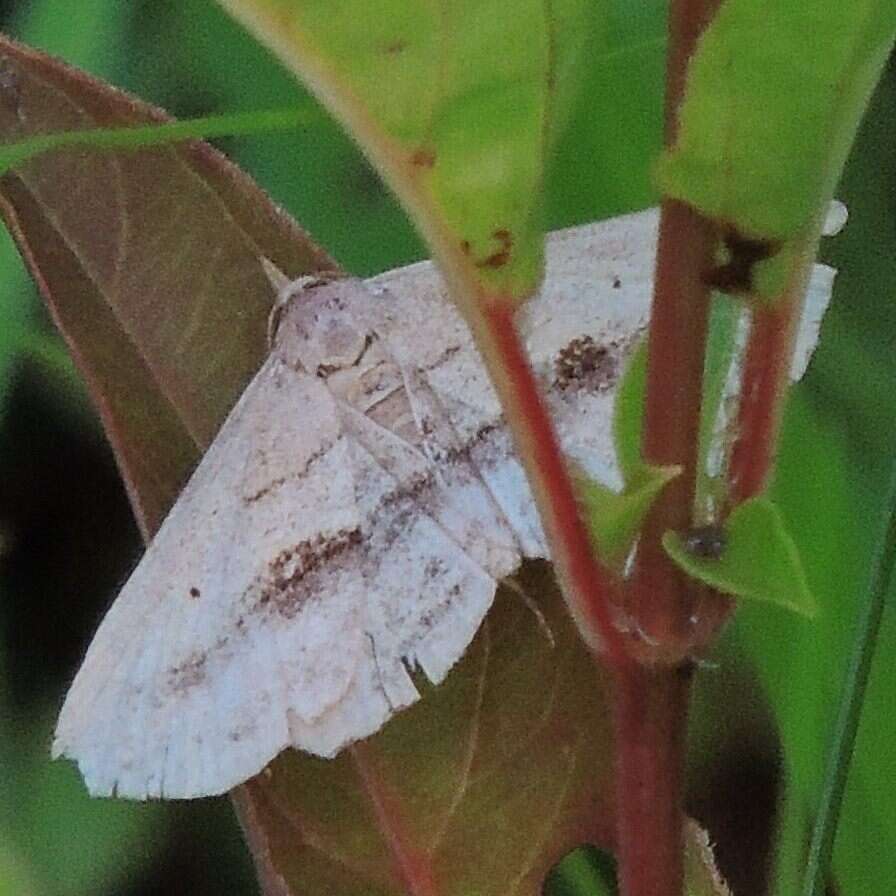 Image of Lost Owlet