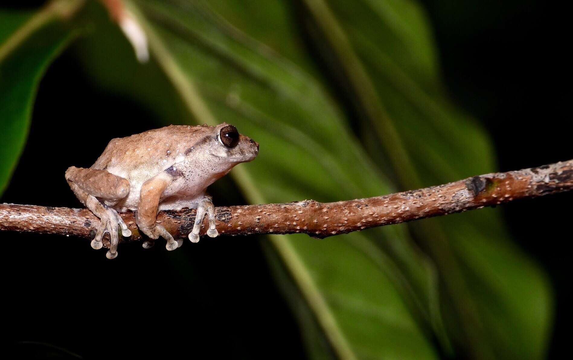 Image of <i>Raorchestes sanctisilvaticus</i>