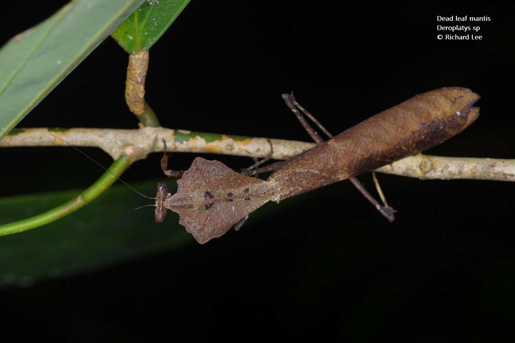 Image of Deroplatys desiccata Westwood 1839