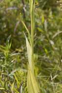 Image of Lesser purple fringed orchid