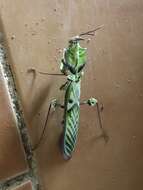 Image of giant devil's flower mantis