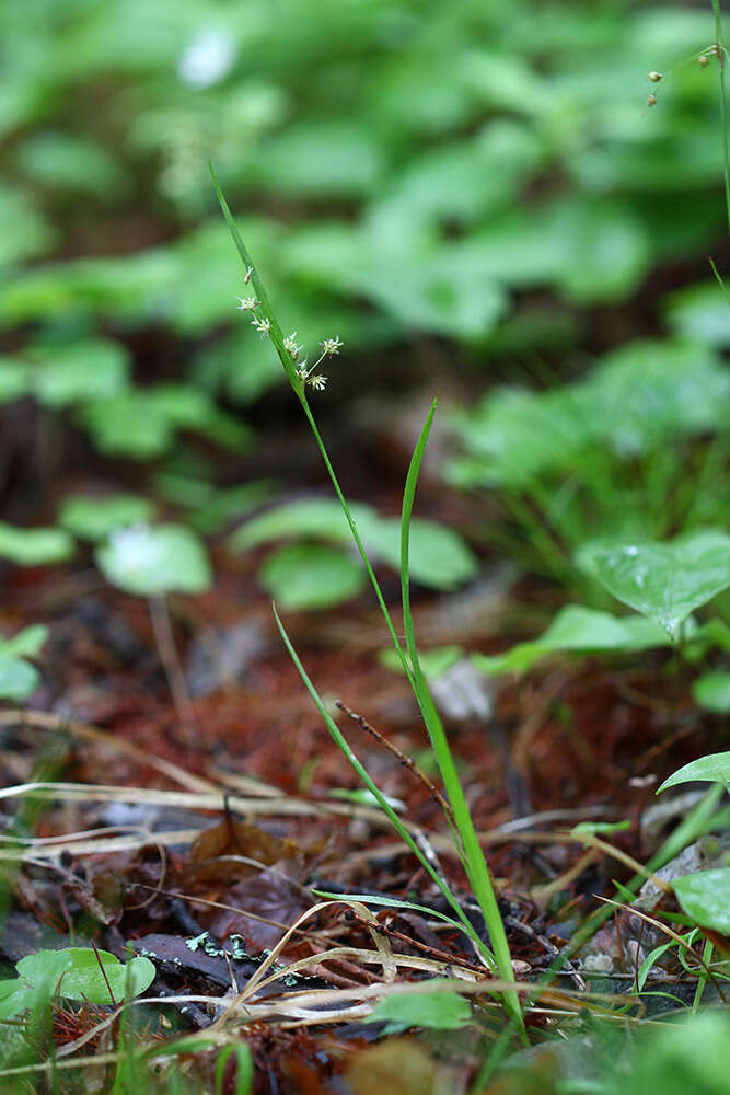 Image of Rufous Wood-Rush