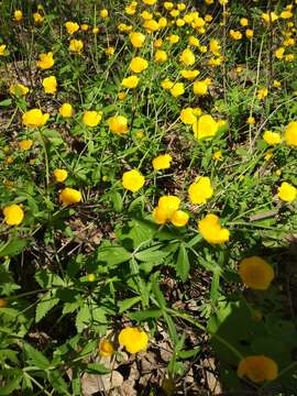 Image of Ranunculus cassubicus L.