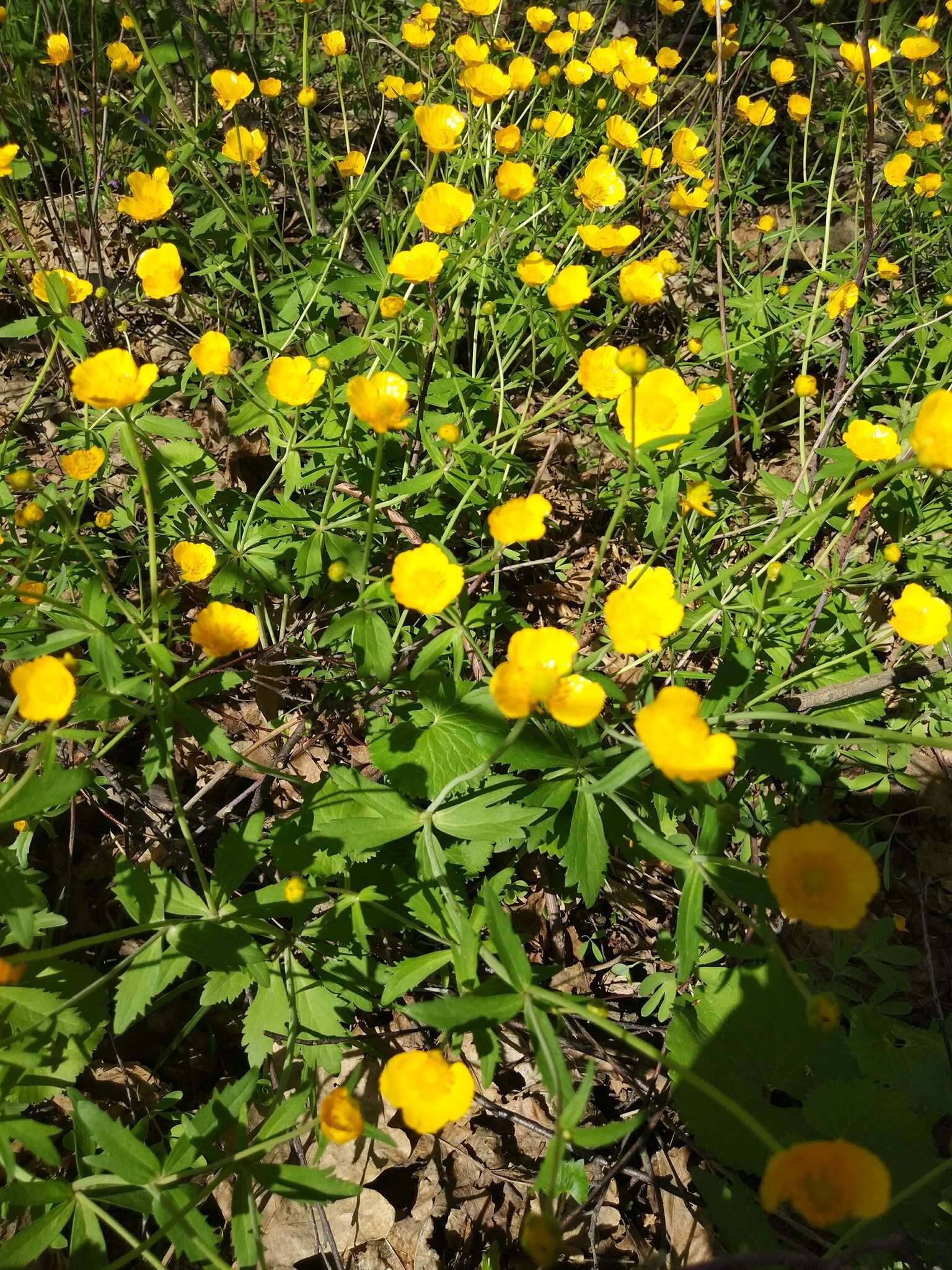 Image de Ranunculus cassubicus L.