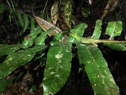 Sivun Anolis ventrimaculatus Boulenger 1911 kuva