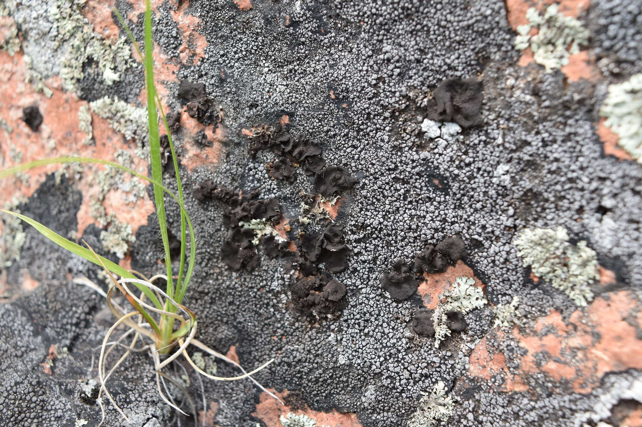 Image of Peppered rock tripe lichen