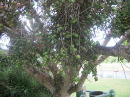 Image of Broom-cluster fig