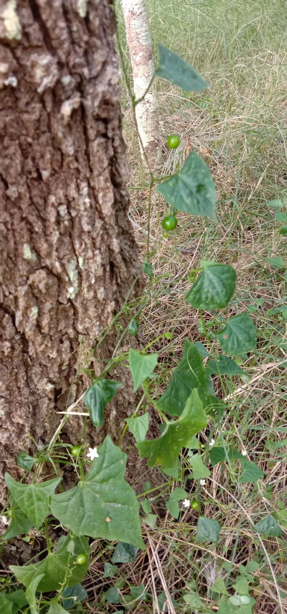 Image of Zehneria cunninghamii F. Müll.