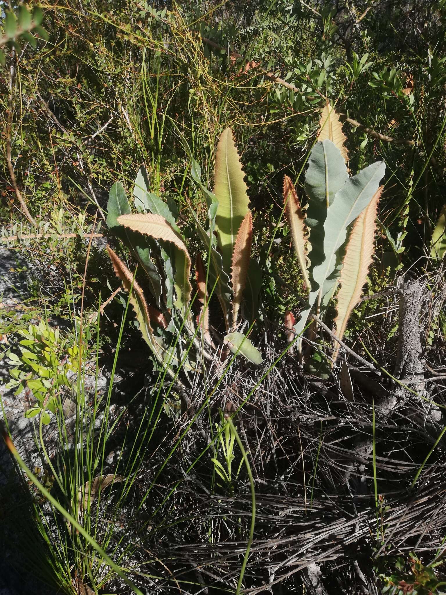 Image of Banksia goodii R. Br.