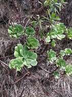 Image of Aeonium glutinosum (Ait.) Webb & Berth.