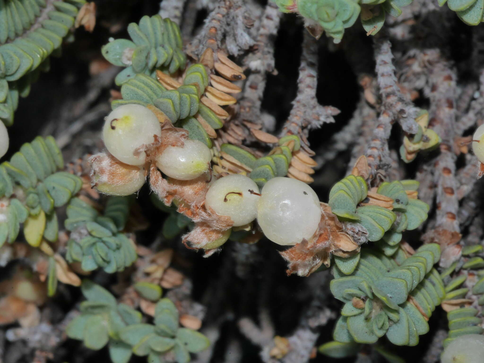 Image of Pimelea prostrata subsp. seismica C. J. Burrows