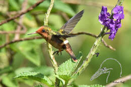 Lophornis delattrei (Lesson & R 1839) resmi