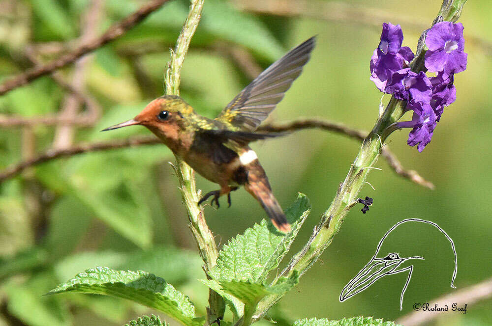 Lophornis delattrei (Lesson & R 1839) resmi