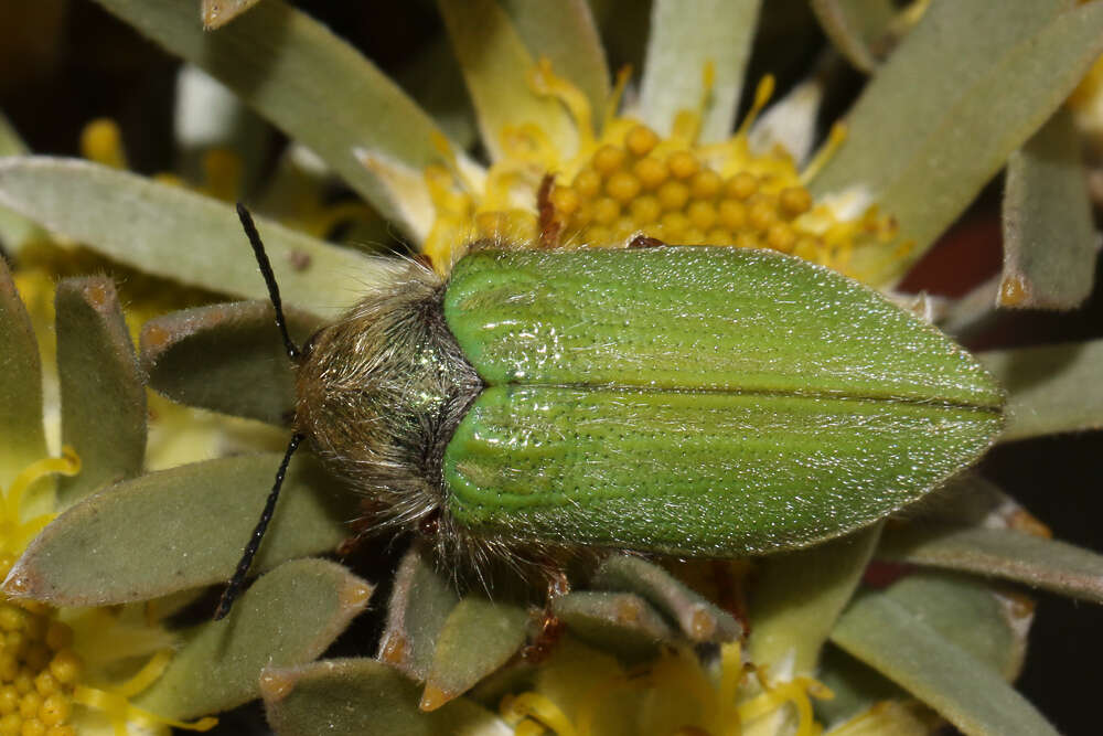 Image of Neojulodis tomentosa lasios (Herbst 1801)