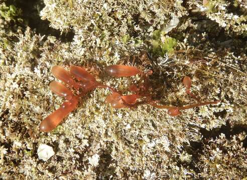 Image of Red Sea Grapes