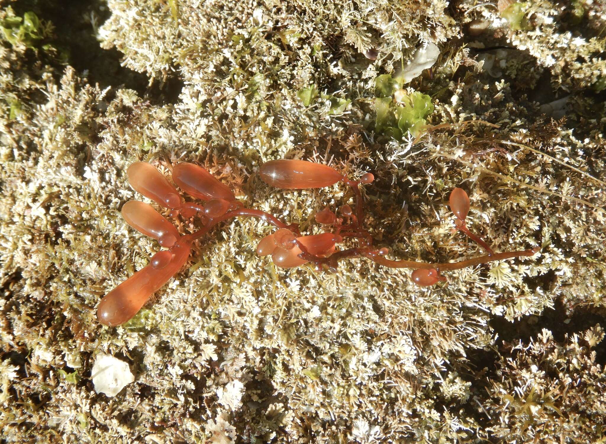 Image of Botryocladia pseudodichotoma