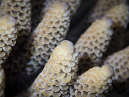 Imagem de Acropora spathulata (Brook 1891)