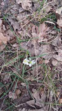 Image of Ornithogalum fimbriatum Willd.