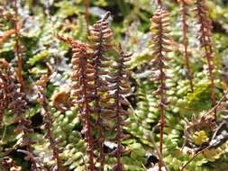 Image de Austroblechnum penna-marina subsp. alpina (R. Br.)