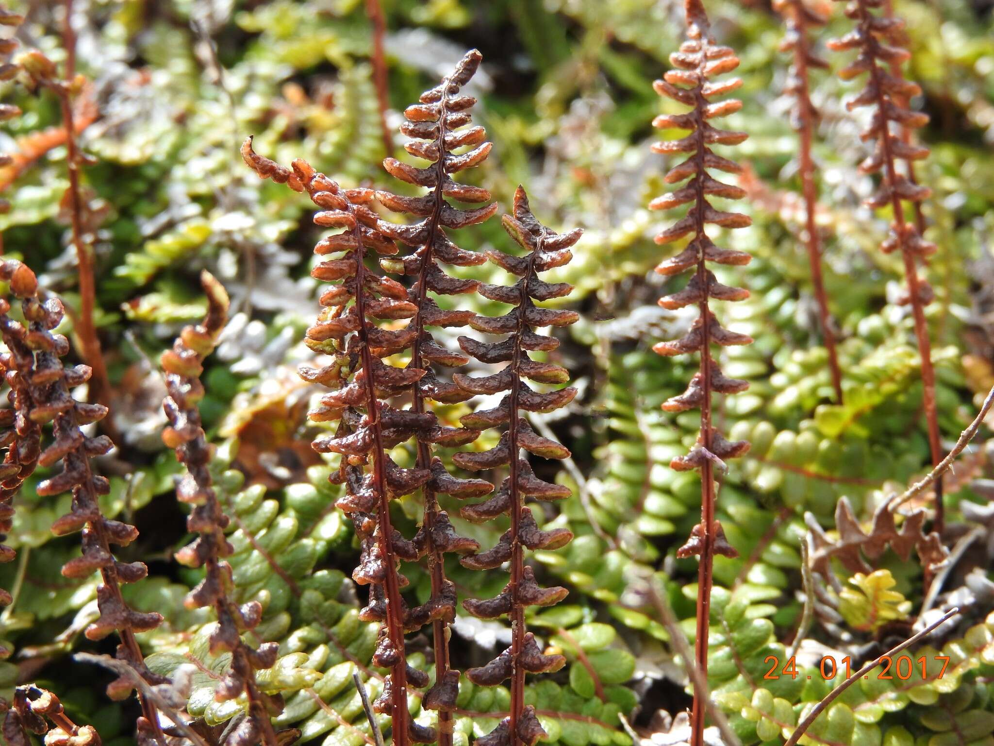 Plancia ëd Austroblechnum penna-marina subsp. alpina (R. Br.)