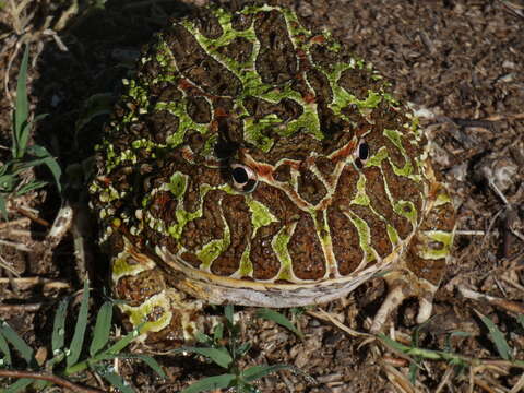 Imagem de Ceratophrys ornata (Bell 1843)