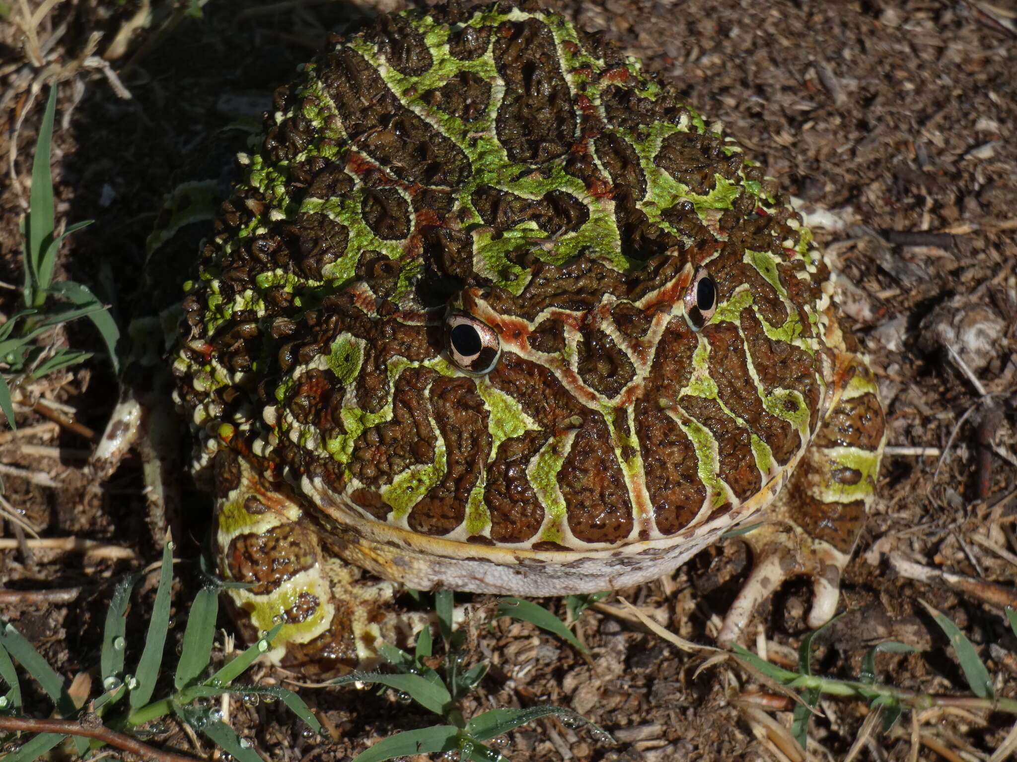 Image of Argentina Horned Frog